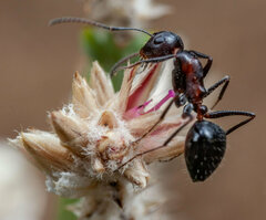 Camponotus namacola