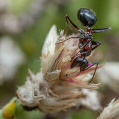 Camponotus namacola