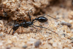 Ocymyrmex