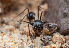 Ocymyrmex