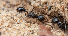 Ocymyrmex