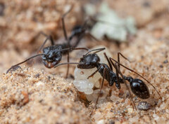 Ocymyrmex