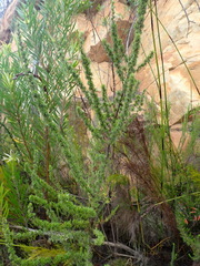 Cliffortia stricta