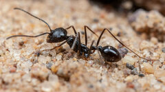 Ocymyrmex