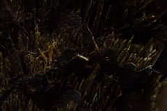 Erechthias decoranda