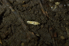 Erechthias decoranda