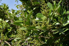 Pseudopanax chathamicus
