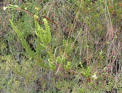 Gnidia oppositifolia