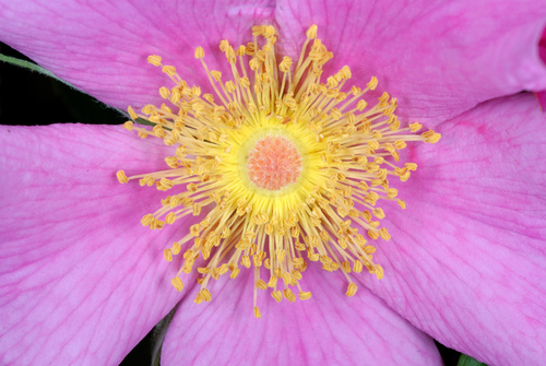 Rosa palustris