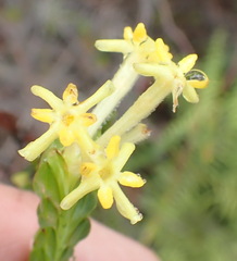 Gnidia oppositifolia