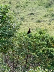 Lophaetus occipitalis