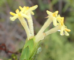 Gnidia oppositifolia