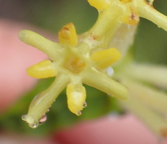 Gnidia oppositifolia