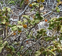 Solanum tomentosum