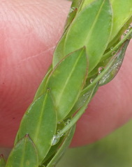 Gnidia oppositifolia