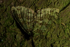 Austrocidaria similata