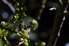 Pseudopanax chathamicus
