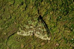 Austrocidaria similata