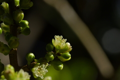 Pseudopanax chathamicus