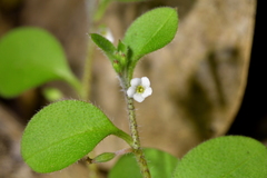 Myosotis spatulata