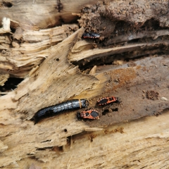 Haematoloecha nigrorufa