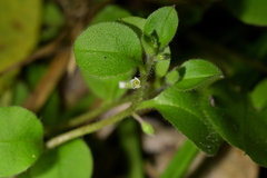 Myosotis spatulata