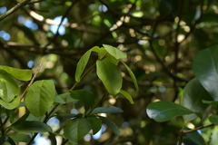 Myrsine chathamica