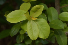 Myrsine chathamica