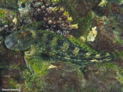 Coryphoblennius galerita