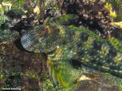 Coryphoblennius galerita
