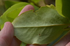 Myrsine chathamica
