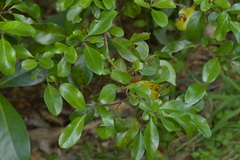 Coprosma chathamica
