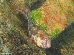Parablennius goreensis