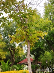Populus lasiocarpa
