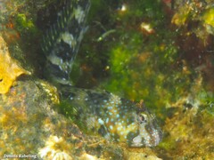 Coryphoblennius galerita