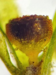 Physcomitrium immersum