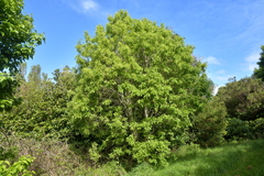 Plagianthus regius chathamicus