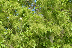 Plagianthus regius chathamicus