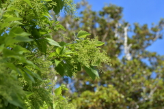 Plagianthus regius chathamicus