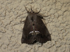 Hypsoropha hormos