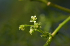 Plagianthus regius chathamicus