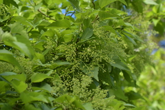 Plagianthus regius chathamicus