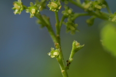 Plagianthus regius chathamicus