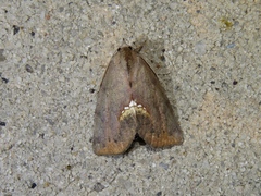 Hypsoropha hormos