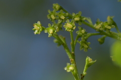 Plagianthus regius chathamicus