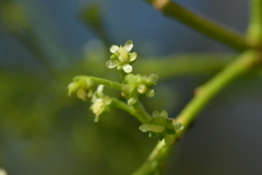 Plagianthus regius chathamicus