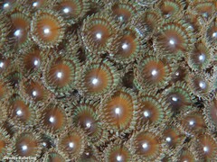 Zoanthus pulchellus