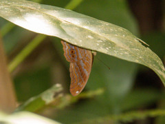 Terinos terpander intermedia