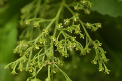 Plagianthus regius chathamicus