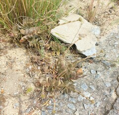 Crassula undulata